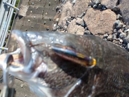 今日もチヌトップ