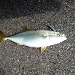 ツバスのボイル