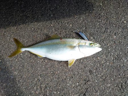 ツバスのボイル