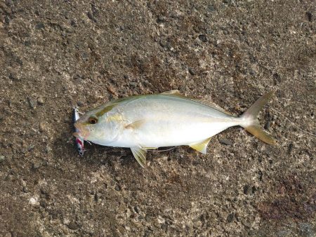 初場所・初シオ