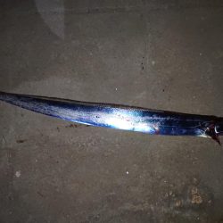 今年初のタチウオ釣行