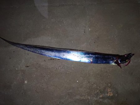 今年初のタチウオ釣行