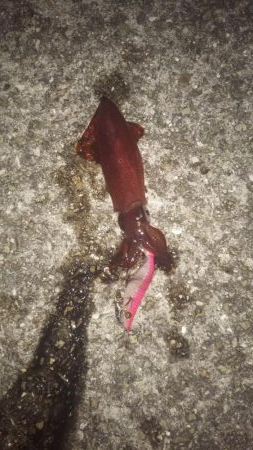 ケンサキ始めました