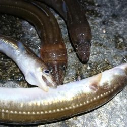 アナゴ好釣果！