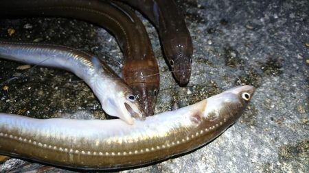 アナゴ好釣果！