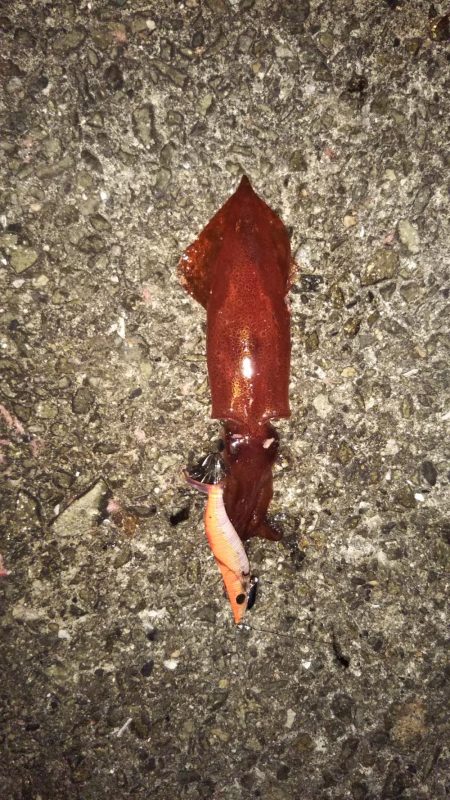 ぽつっとケンサキイカ