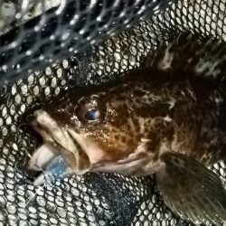 テトラ周りに∞