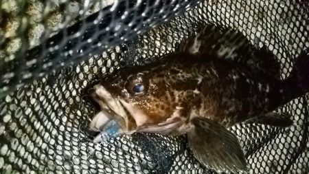 テトラ周りに∞