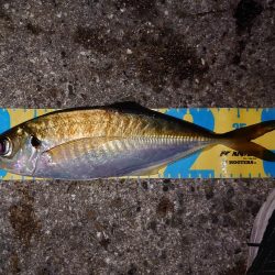 なき尺島アジング