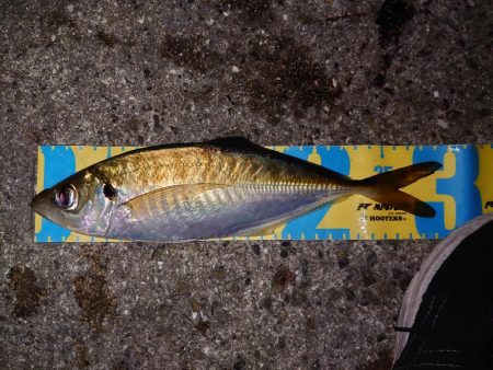 なき尺島アジング