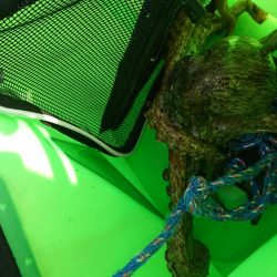 サビキアジ&タコ