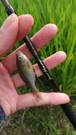 日淡と遊ぶ、のどかな夏休み！