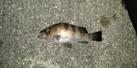 蒲刈アジング·シーバス