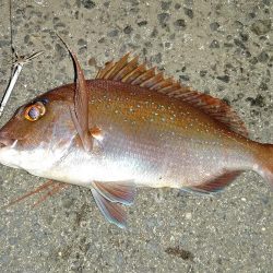 夜中のショアジギング