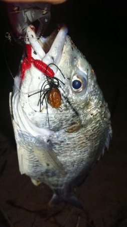 お久しぶりのチニング