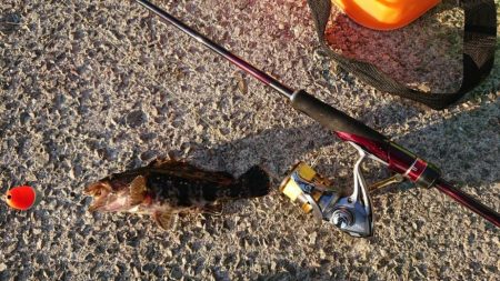 アブラメ（アイナメ）さん