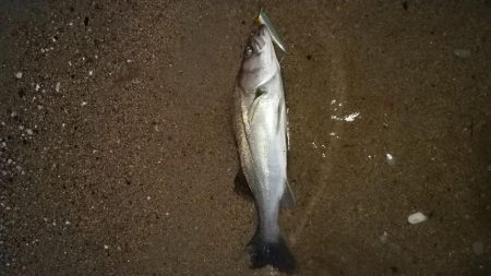 真夏のシーバス