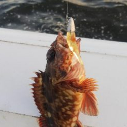 ガシラ4 タコ1 サバ1