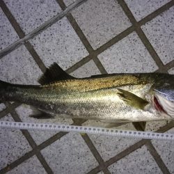 マイクロベイトパターン