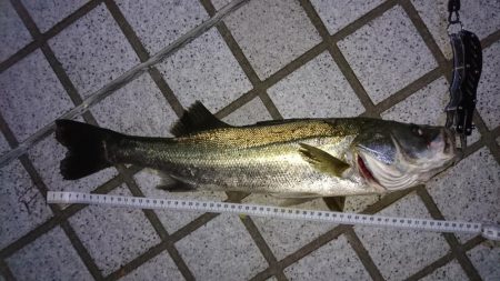 マイクロベイトパターン