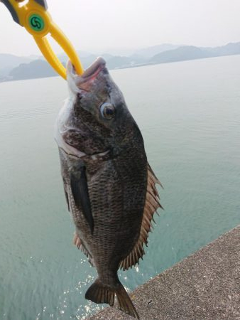 こんだけ釣れたらおもろー