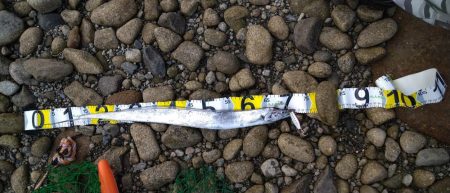 ロックフィッシュ