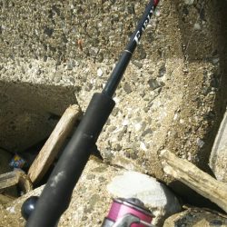 【汐入川河口】キス調査