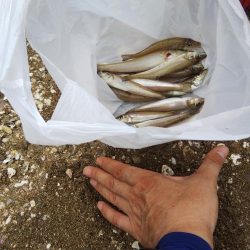 室津のキス釣り