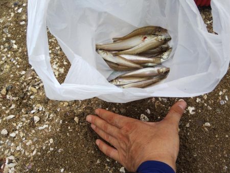 室津のキス釣り