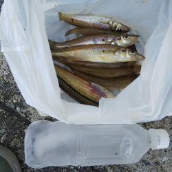 苅屋でキス釣り