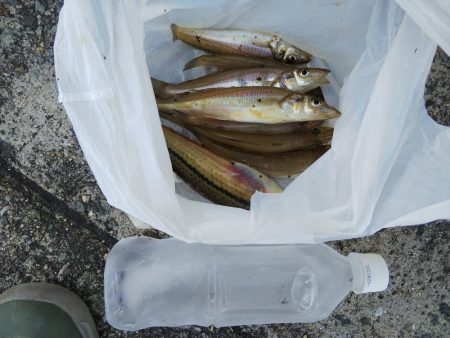 苅屋でキス釣り