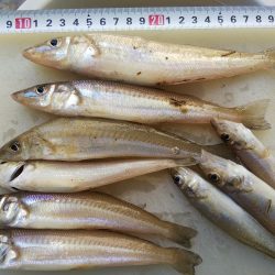 苅屋にキス釣り