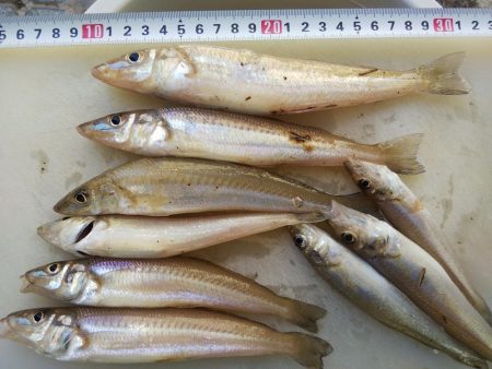 苅屋にキス釣り