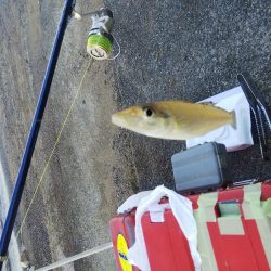 大塩海岸でキス釣り