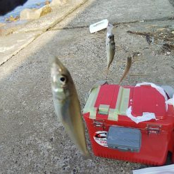苅屋でキス釣り