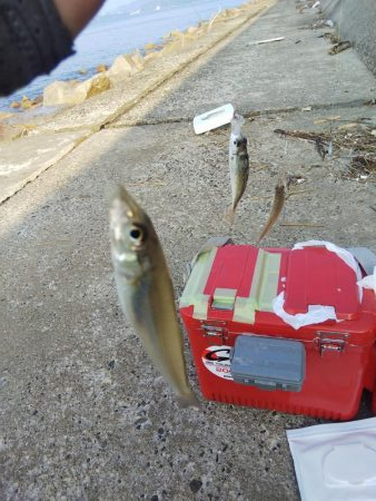 苅屋でキス釣り