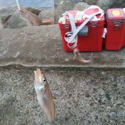 苅屋海岸のキス釣り