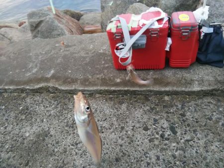 苅屋海岸のキス釣り