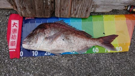 真鯛82センチ