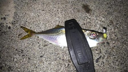 シラスとクラゲのアジング