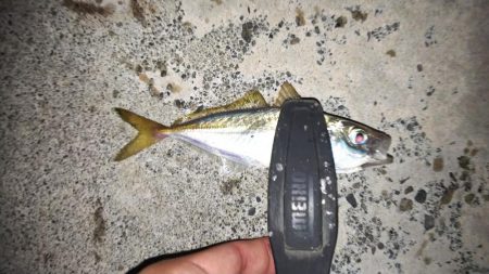 結局無難なアジ