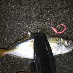 パターン定まらず