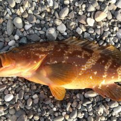 キジハタ狙いで3目