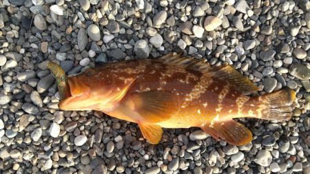 キジハタ狙いで3目