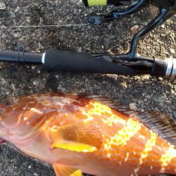 キジハタ　朝マズメ狙い