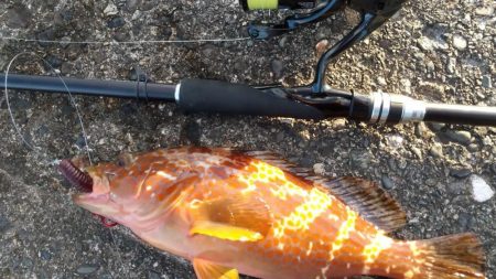 キジハタ　朝マズメ狙い