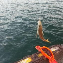 夏の風物詩　豆アジのサビキ釣り