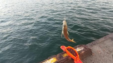 夏の風物詩　豆アジのサビキ釣り