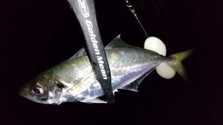 自作フロートでアジング