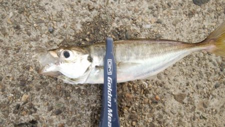 やっと梅雨明けアジング